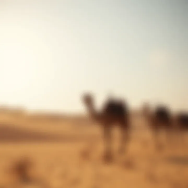 Desert landscape with camels