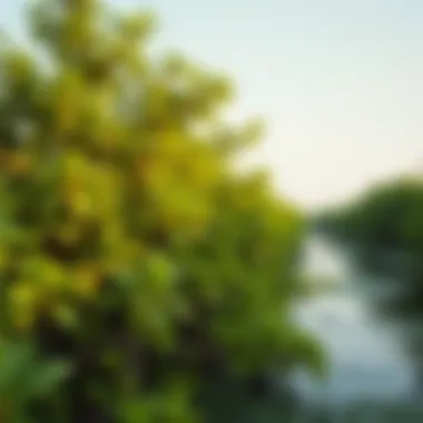 Lush mangroves in Umm Al Quwain